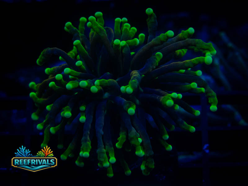 RVL Blacklight Torch coral image from ReefRivals, listed as Euphyllia glabrescens and Soft Coral