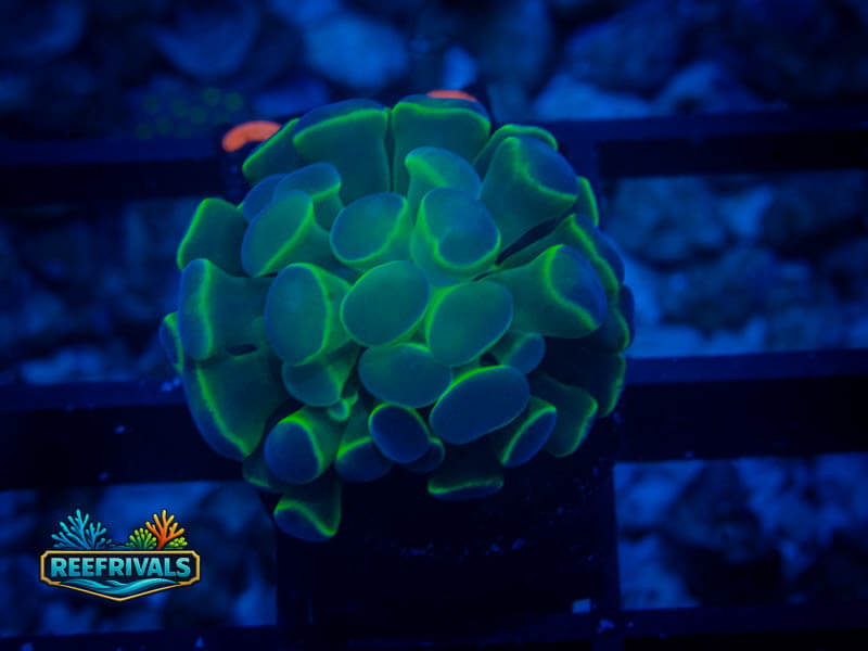 Neon Bicolor Hammer coral image from ReefRivals, listed as Zoanthus sp. and Zoas