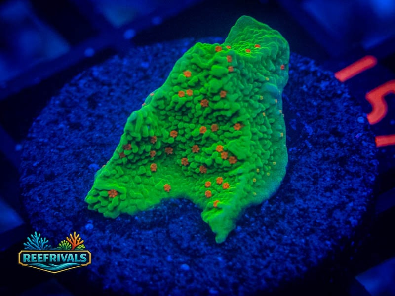 WWC Seasons Greeting Monti WYSIWYG coral image | ReefRivals WWC Seasons Greeting Monti coral image from ReefRivals, listed as Montipora sp. and Montis