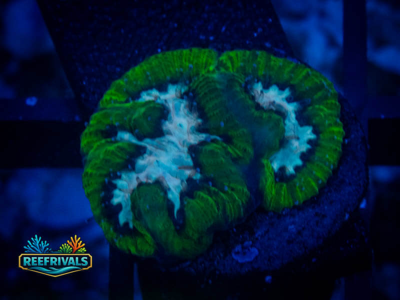 QCC Icy River Platy WYSIWYG coral image | ReefRivals QCC Icy River Platy coral image from ReefRivals, listed as Platygyra sp. and LPS Fleshy