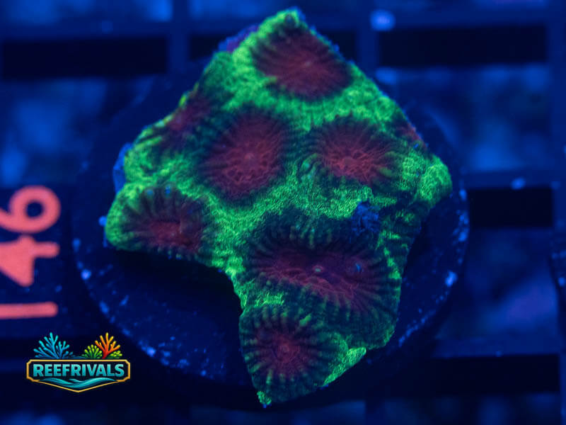 WWC Christmas Favia coral image from ReefRivals, listed as Favia sp. and Favias