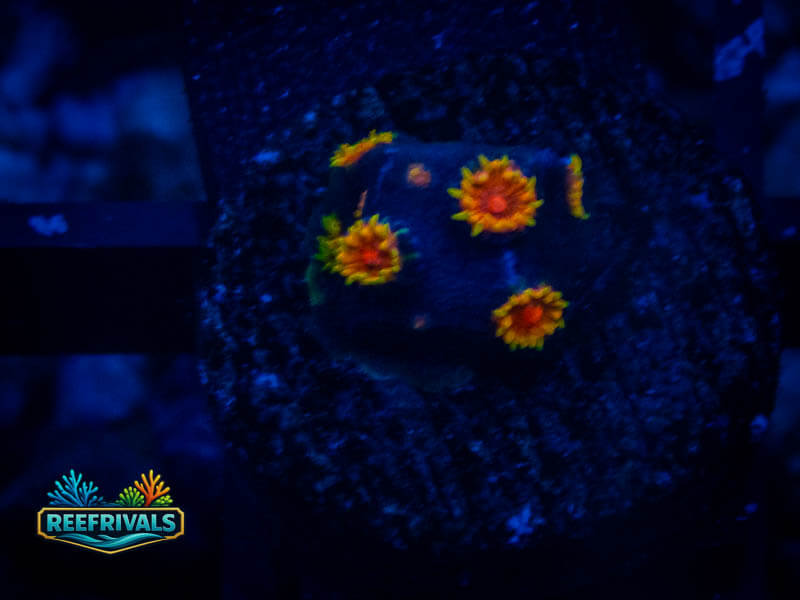 ECC Bizarro Cyphastrea coral image from ReefRivals, listed as Cyphastrea sp. and Encrusting