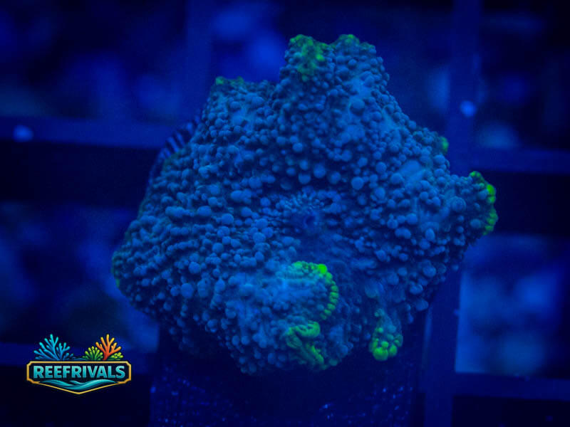 RVL Riptide Rhodactis WYSIWYG coral image | ReefRivals RVL Riptide Rhodactis coral image from ReefRivals, listed as Discosoma sp. and Mushrooms