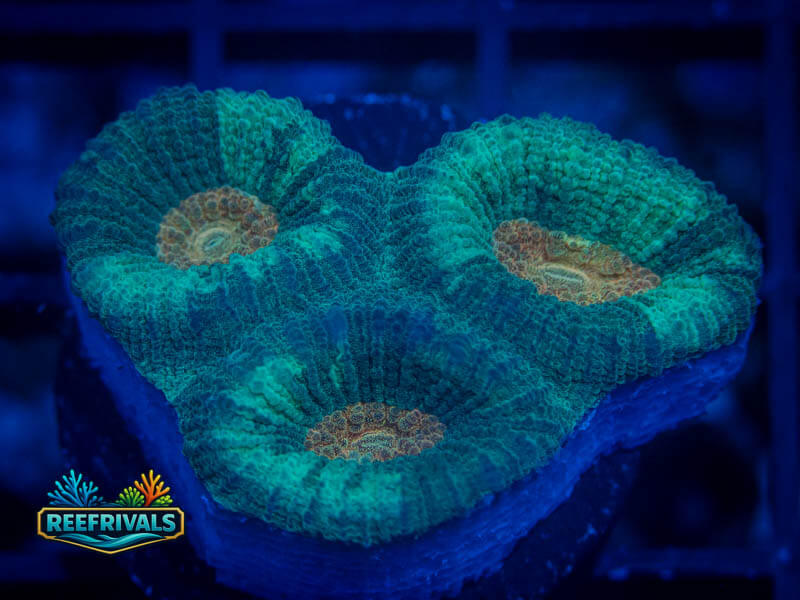 QCC Citrus Core Favia WYSIWYG coral image | ReefRivals QCC Citrus Core Favia coral image from ReefRivals, listed as Favia sp. and Favias