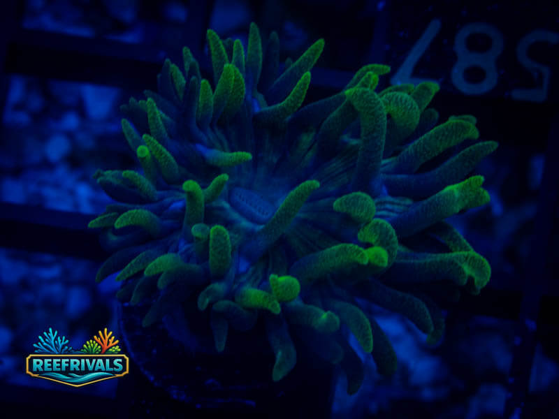 RVL Splunkin' Duncan WYSIWYG coral image | ReefRivals RVL Splunkin' Duncan coral image from ReefRivals, listed as Duncanopsammia axifuga and Soft Coral