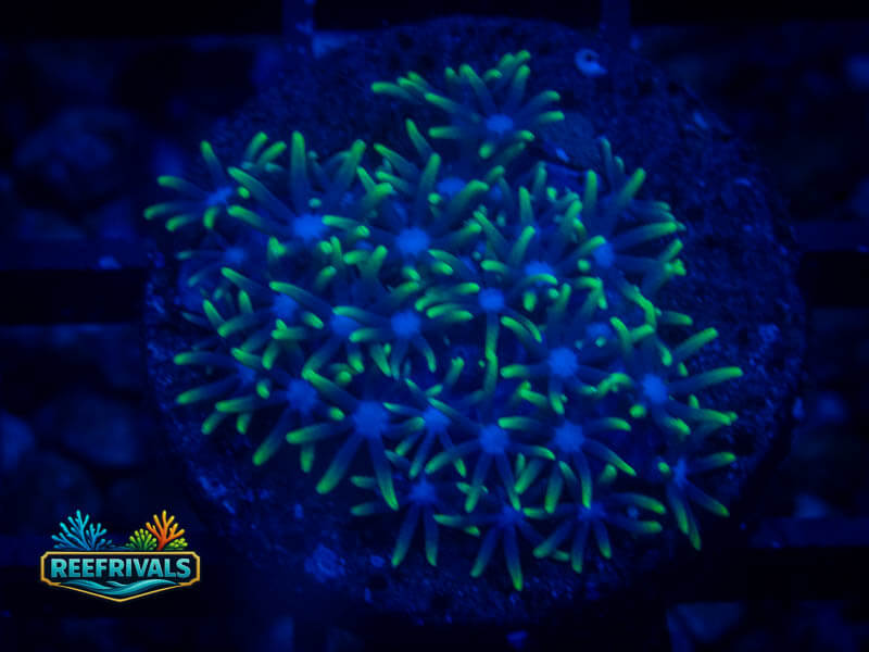 RVL Blue Core GSP WYSIWYG coral image | ReefRivals RVL Blue Core GSP coral image from ReefRivals, listed as Briareum sp. and Soft Coral