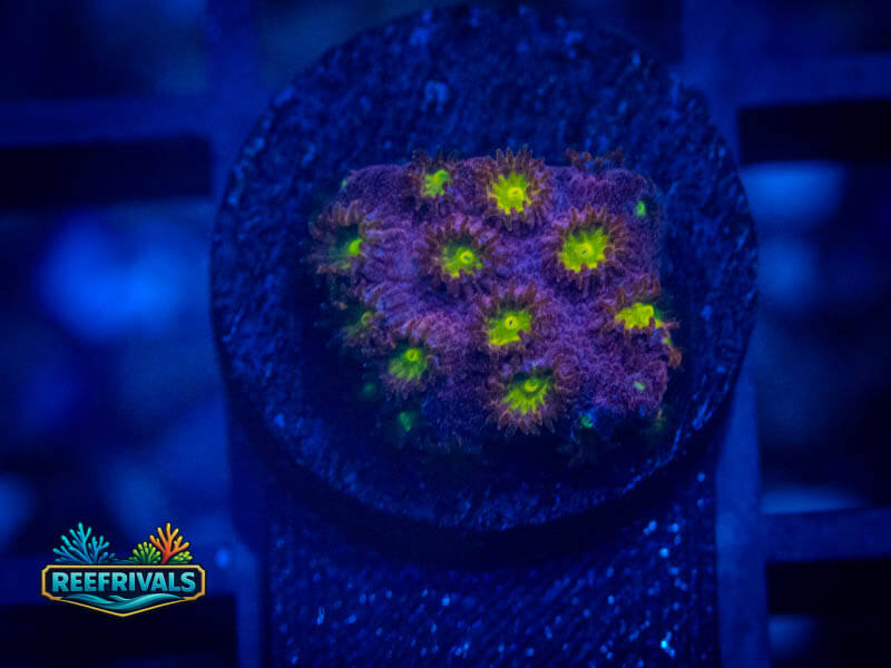 ECC Bling Bling Cyphastrea WYSIWYG coral image | ReefRivals ECC Bling Bling Cyphastrea coral image from ReefRivals, listed as Cyphastrea sp. and Encrusting