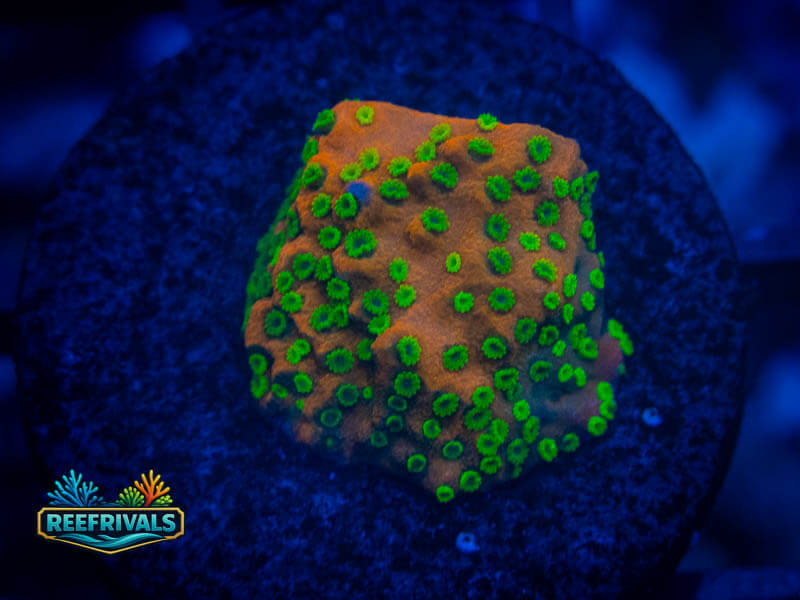 WA Sunset Montipora WYSIWYG coral image | ReefRivals WA Sunset Montipora coral image from ReefRivals, listed as Montipora sp. and Montis