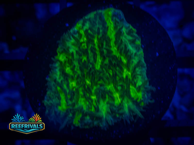 TSA Lemon Lime Hydnophora WYSIWYG coral image | ReefRivals TSA Lemon Lime Hydnophora coral image from ReefRivals, listed as Hydnophora sp. and SPS Branching