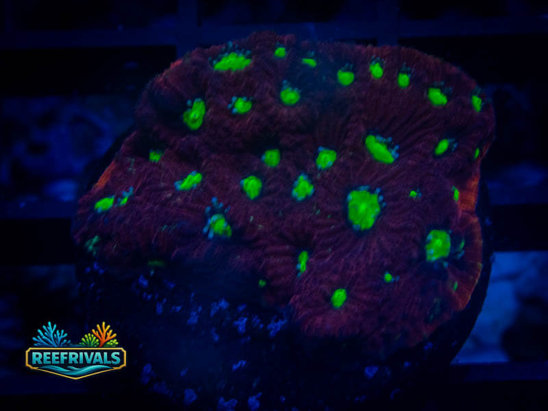 TSA Fire Favia WYSIWYG coral image | ReefRivals TSA Fire Favia coral image from ReefRivals, listed as Favia sp. and Favias