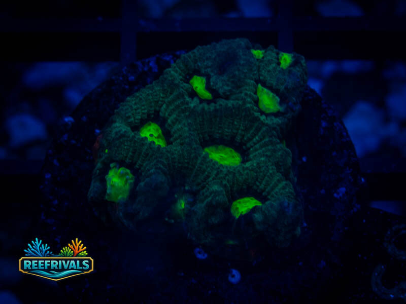 RVL Green Eyed WYSIWYG coral image | ReefRivals RVL Green Eyed coral image from ReefRivals, listed as Favia sp. and Favias