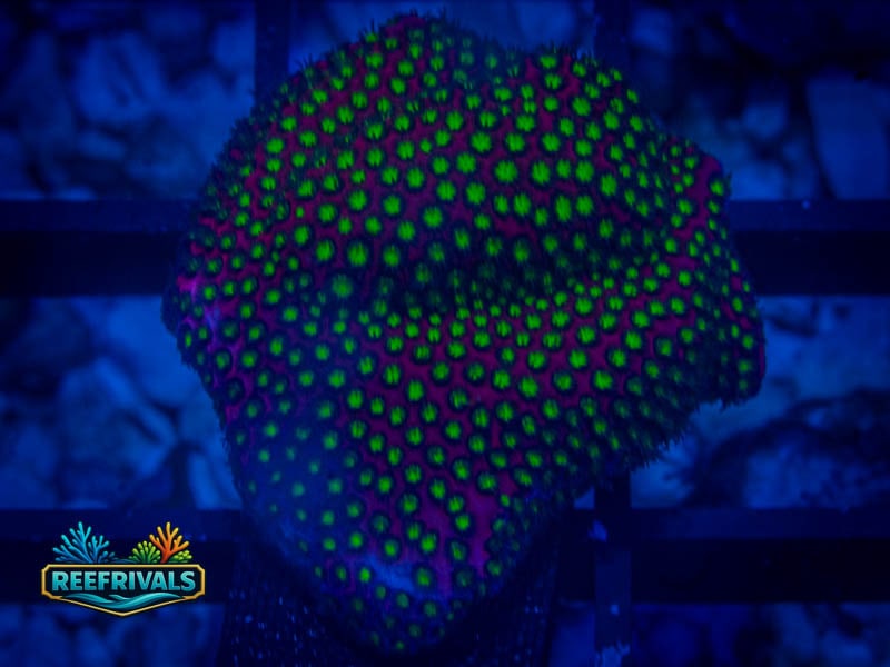 RVL Electric Daisy Stylo WYSIWYG coral image | ReefRivals RVL Electric Daisy Stylo coral image from ReefRivals, listed as Stylocoeniella spp. and SPS Branching