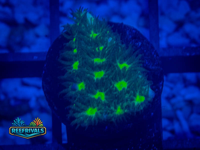 CE Hulk Cyphastrea coral image from ReefRivals, listed as Cyphastrea sp. and SPS Branching