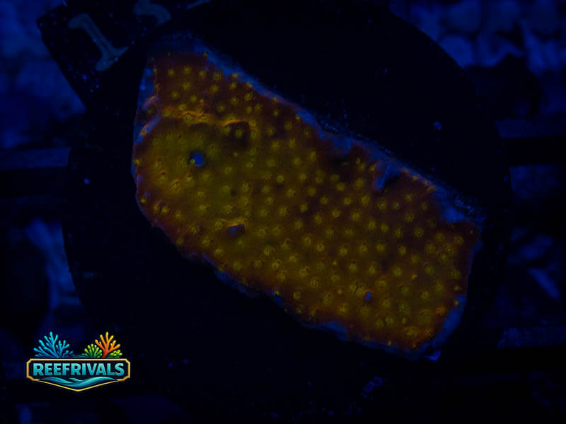 FF Fields of Gold Monti WYSIWYG coral image | ReefRivals FF Fields of Gold Monti coral image from ReefRivals, listed as Montipora sp. and Montis