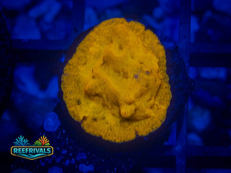 RVL 24K Lepto WYSIWYG coral image | ReefRivals RVL 24K Lepto coral image from ReefRivals, listed as Leptoseris sp. and Encrusting