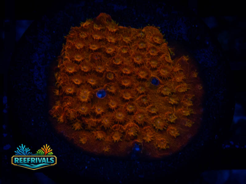 TSA Hi-C Cyphastrea coral image from ReefRivals, listed as Cyphastrea sp. and Encrusting
