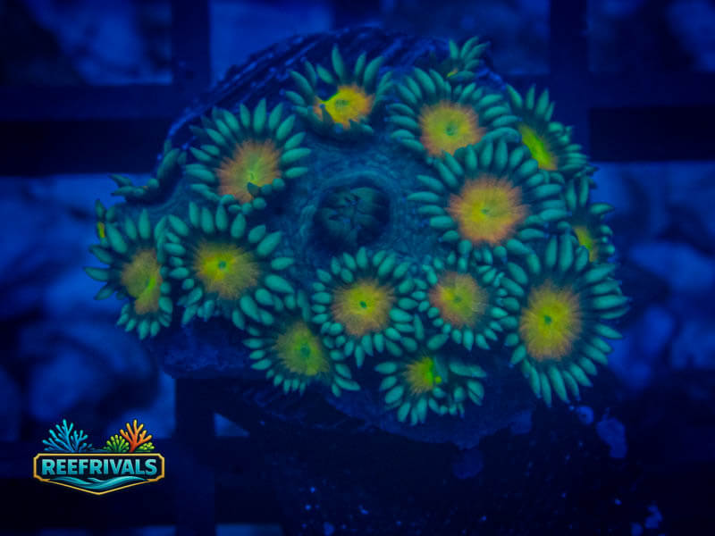 ECC Diasy Goni WYSIWYG coral image | ReefRivals ECC Diasy Goni coral image from ReefRivals, listed as Goniopora sp. and Soft Coral