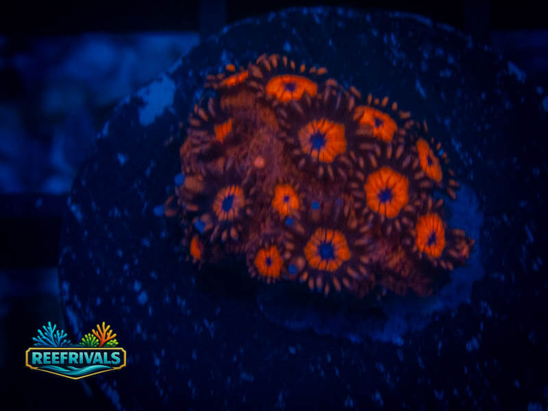 TSA Blood Red Goni WYSIWYG coral image | ReefRivals TSA Blood Red Goni coral image from ReefRivals, listed as Zoanthus sp. and Zoas