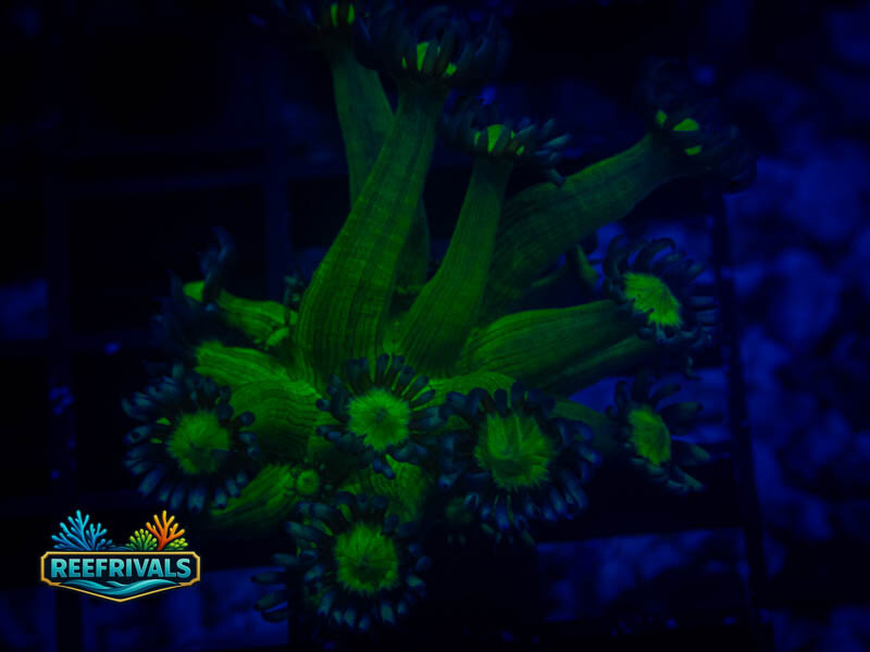 WWC Shadow Flame Goni WYSIWYG coral image | ReefRivals WWC Shadow Flame Goni coral image from ReefRivals, listed as Goniopora sp. and Gonis