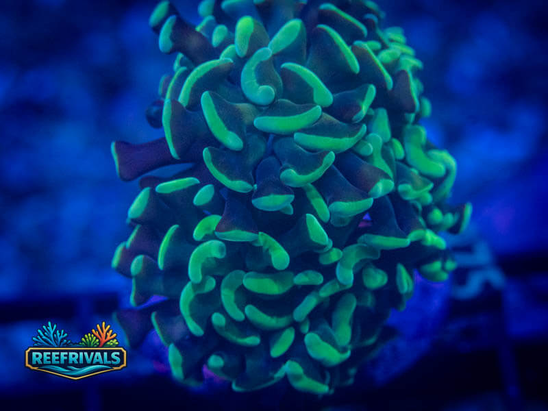 TSA Disco Hammer WYSIWYG coral image | ReefRivals TSA Disco Hammer coral image from ReefRivals, listed as Fimbriaphyllia ancora and Hammers
