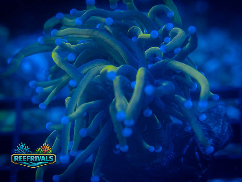 TSA New York Knicks Torch WYSIWYG coral image | ReefRivals TSA New York Knicks Torch coral image from ReefRivals, listed as Euphyllia glabrescens and Torches