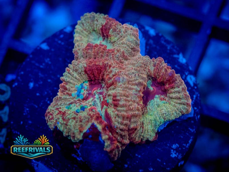 RVL Blood Red Favia WYSIWYG coral image | ReefRivals RVL Blood Red Favia coral image from ReefRivals, listed as Favia sp. and Favias