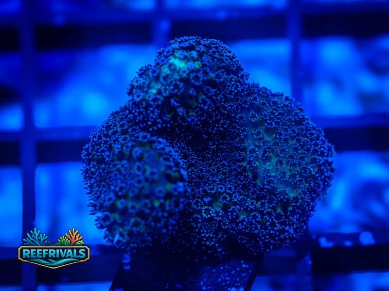RVL Twin Stylo WYSIWYG coral image | ReefRivals RVL Twin Stylo coral image from ReefRivals, listed as Stylophora sp. and Soft Coral