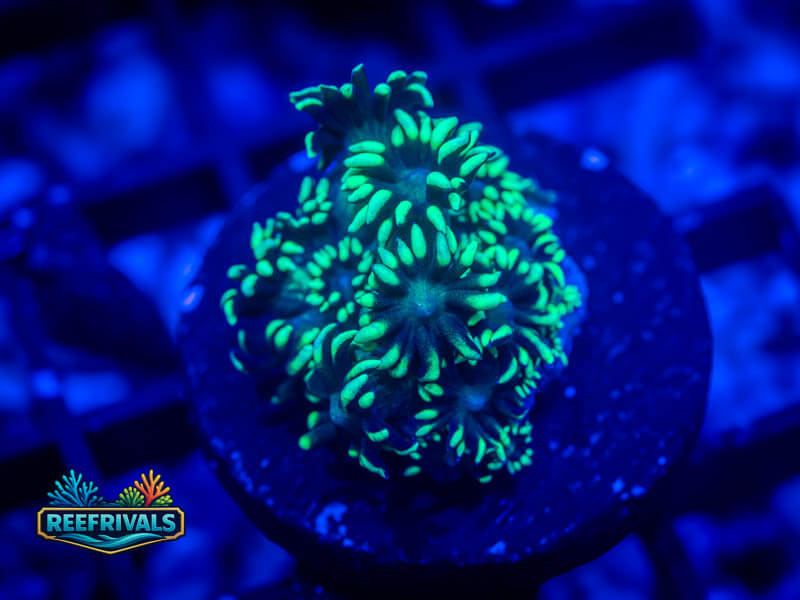 RVL Lemon Lime Goni WYSIWYG coral image | ReefRivals RVL Lemon Lime Goni coral image from ReefRivals, listed as Goniopora sp. and Gonis