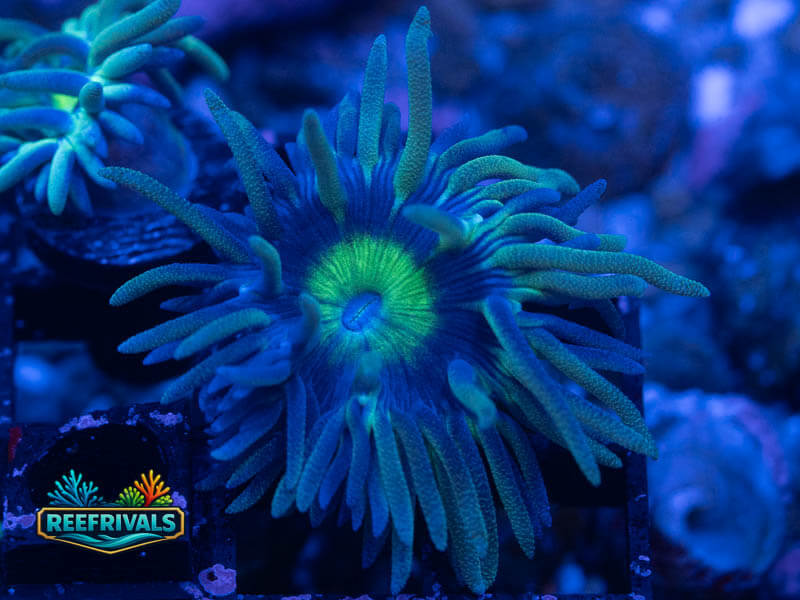 WWC Dreamcatcher Duncan WYSIWYG coral image | ReefRivals WWC Dreamcatcher Duncan coral image from ReefRivals, listed as Duncanopsammia axifuga and Duncans