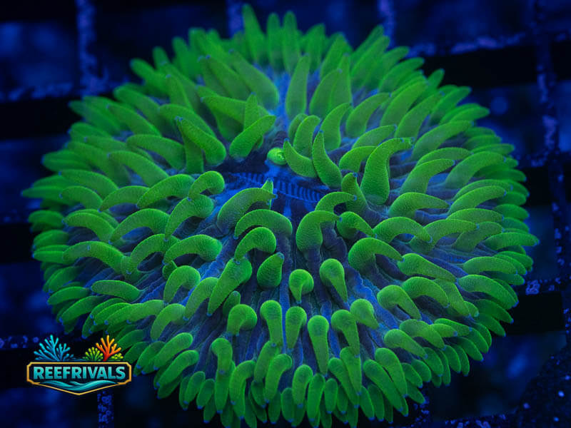 RVL Ultra Green Fungia coral image from ReefRivals, listed as Fungia sp. and LPS Fleshy