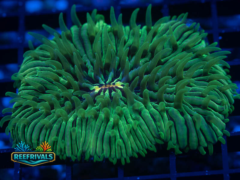 RVL Green Goblin Fungia WYSIWYG coral image | ReefRivals RVL Green Goblin Fungia coral image from ReefRivals, listed as Fungia sp. and LPS Fleshy
