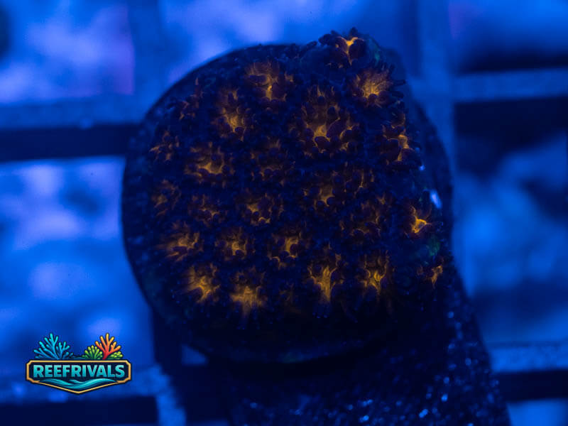 WWC Burning Leptastrea WYSIWYG coral image | ReefRivals WWC Burning Leptastrea coral image from ReefRivals, listed as Leptastrea sp. and Encrusting