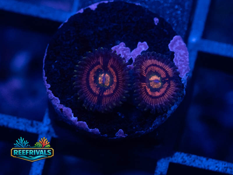 WA Gobstopper Zoa coral image from ReefRivals, listed as Zoanthus sp. and Zoas