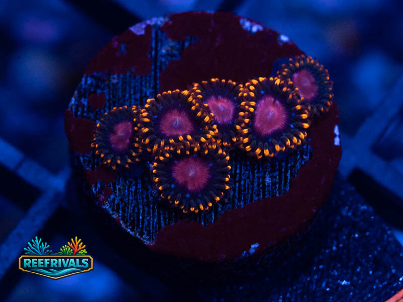 KH Sunburst Zoa coral image from ReefRivals, listed as Zoanthus sp. and Zoas