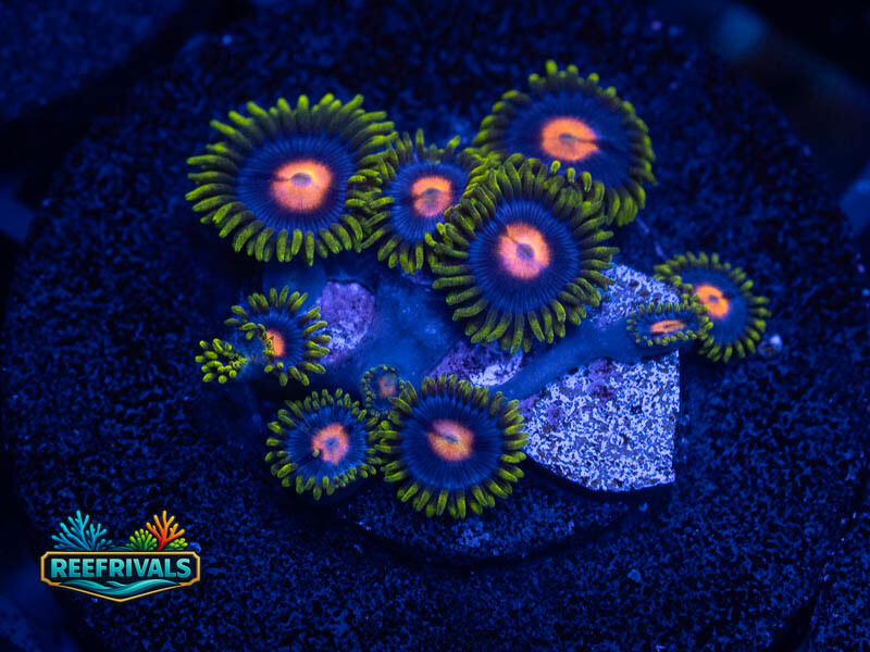 TG Mango Zoa coral image from ReefRivals, listed as Zoanthus sp. and Zoas