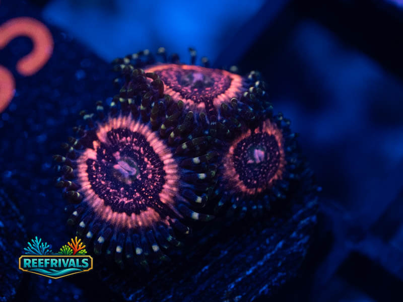 WWC Pink Zipper Zoa coral image from ReefRivals, listed as Zoanthus sp. and Zoas