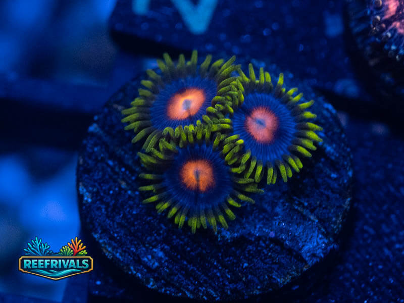 TSA Blowpop Zoa WYSIWYG coral image | ReefRivals TSA Blowpop Zoa coral image from ReefRivals, listed as Zoanthus sp. and Zoas