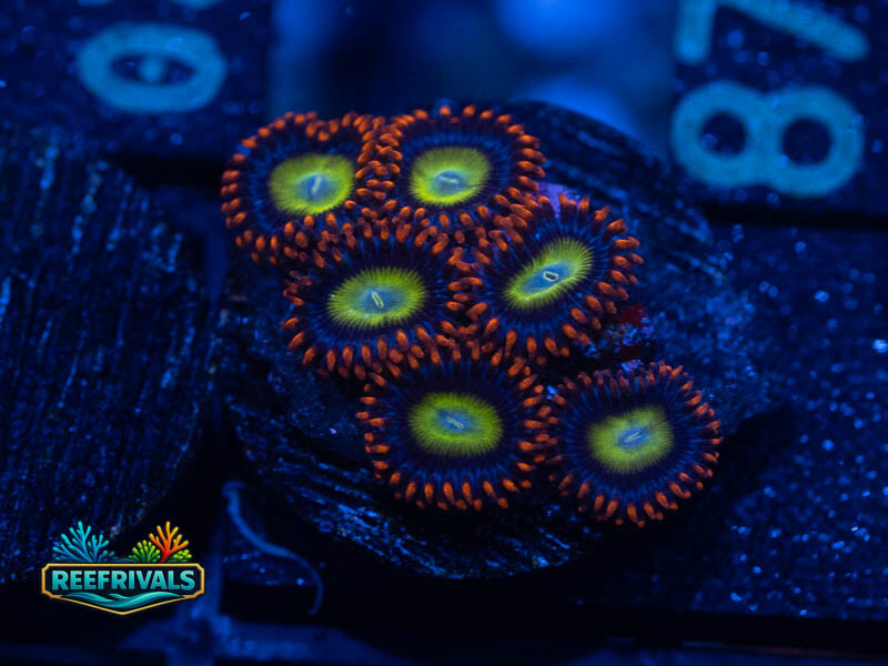 RS Emeralds on Fire Zoa WYSIWYG coral image | ReefRivals RS Emeralds on Fire Zoa coral image from ReefRivals, listed as Zoanthus sp. and Zoas