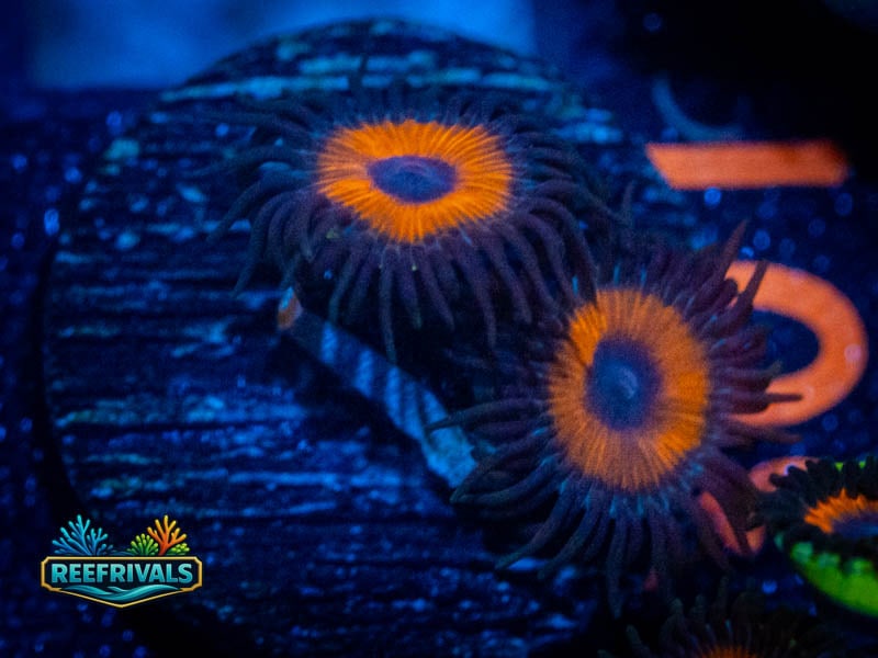 TSA Tiger Eye Zoa coral image from ReefRivals, listed as Zoanthus sp. and Zoas