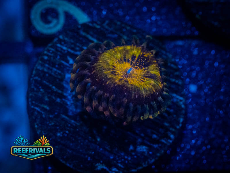 WWC Pandora Zoa WYSIWYG coral image | ReefRivals WWC Pandora Zoa coral image from ReefRivals, listed as Zoanthus sp. and Zoas