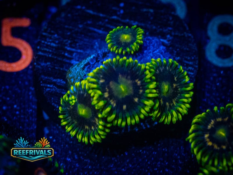 CA Blueberry Pie Zoa coral image from ReefRivals, listed as Zoanthus sp. and Zoas