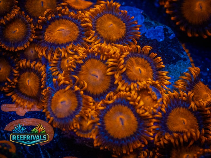 ECC Bam Bam Zoa (Mini Colony) WYSIWYG coral image | ReefRivals ECC Bam Bam Zoa (Mini Colony) coral image from ReefRivals, listed as Zoanthus sp. and Zoas