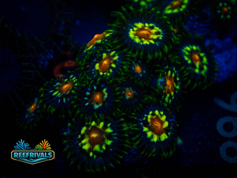 TSA Diasy Cutter Zoa (Mini Colony) coral image from ReefRivals, listed as Zoanthus sp. and Zoas