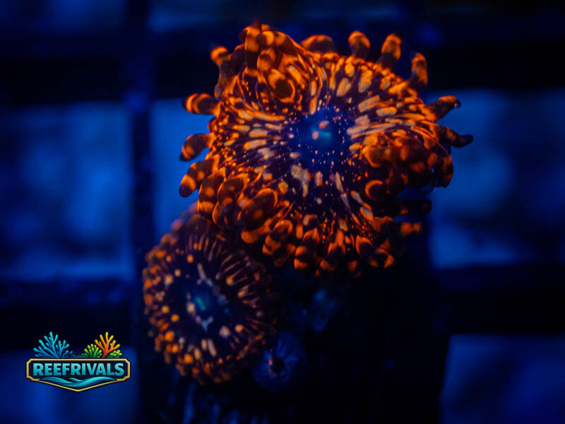 TG Utter Chaos Zoa OG (4 polyps) WYSIWYG coral image | ReefRivals TG Utter Chaos Zoa OG (4 polyps) coral image from ReefRivals, listed as Zoanthus sp. and Zoas