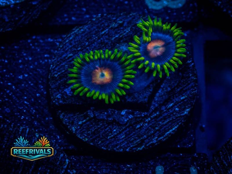 WWC Ultimate Blow Pop Zoa WYSIWYG coral image | ReefRivals WWC Ultimate Blow Pop Zoa coral image from ReefRivals, listed as Zoanthus sp. and Zoas