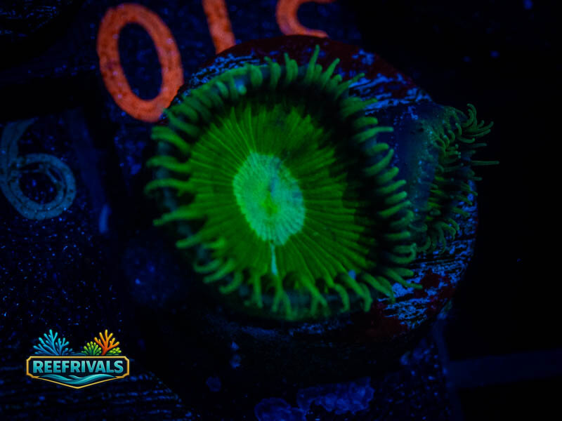 TSA Green Implosion Palythoa WYSIWYG coral image | ReefRivals TSA Green Implosion Palythoa coral image from ReefRivals, listed as Zoanthus sp. and Zoas