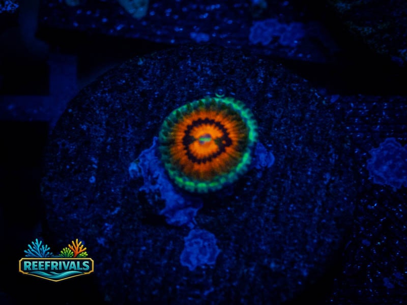 TSA Rainbow Incinerator Zoa coral image from ReefRivals, listed as Zoanthus sp. and Zoas