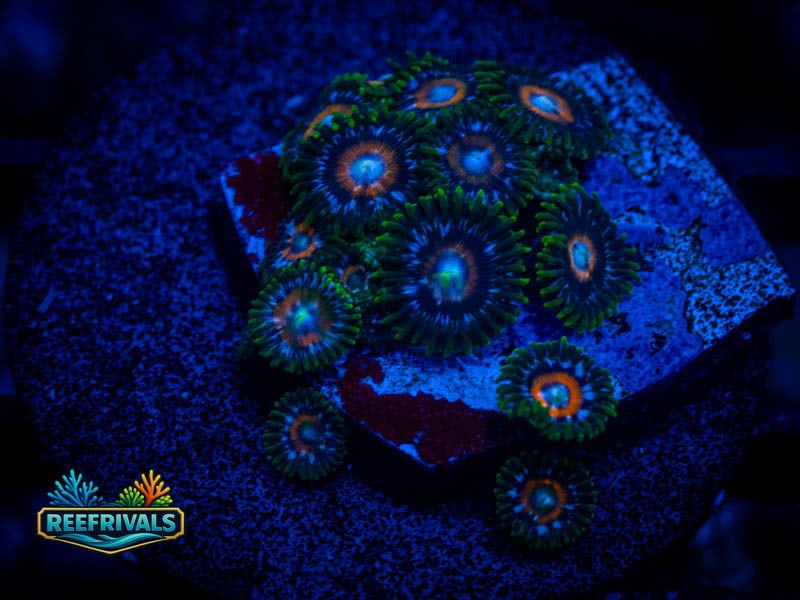 YR Star Cutter Zoa (Mini Colony) coral image from ReefRivals, listed as Zoanthus sp. and Zoas