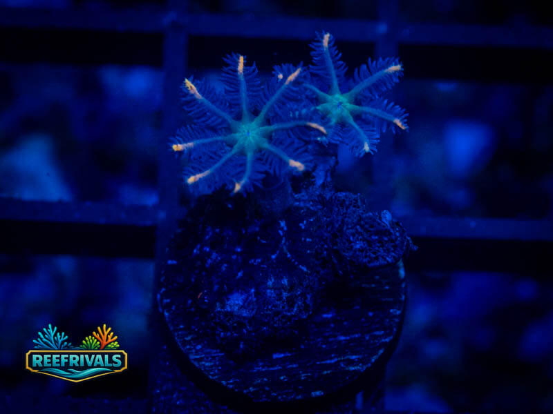 ECC Firework Clove Polyps WYSIWYG coral image | ReefRivals ECC Firework Clove Polyps coral image from ReefRivals, listed as Clavularia sp. and Soft Coral