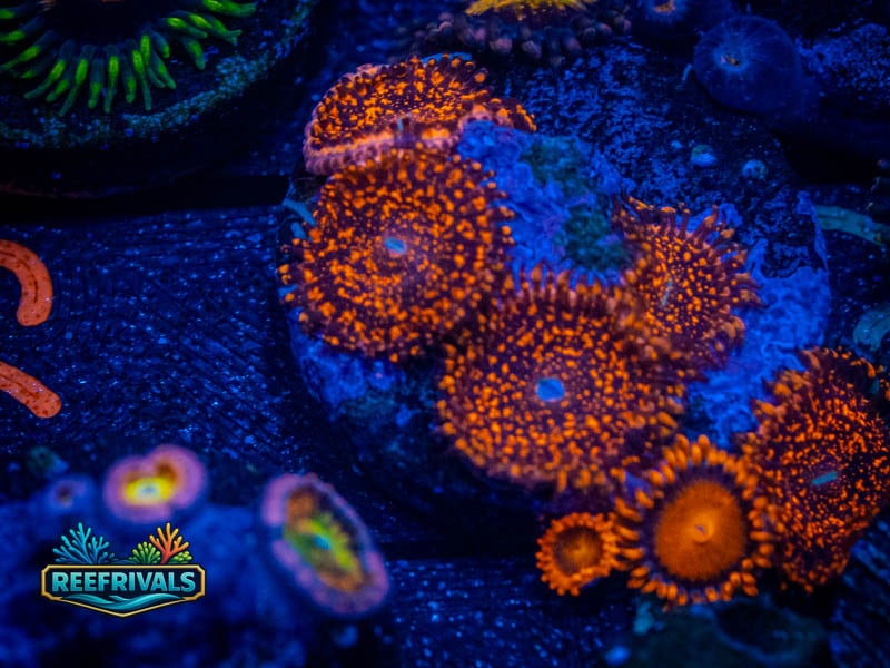 ECC Nightmare 2.0 Zoa coral image from ReefRivals, listed as Zoanthus sp. and Zoas